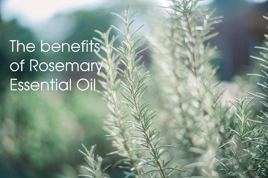 The benefits of Rosemary Essential Oil - CLICK HERE FOR FULL ARTICLE